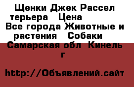 Щенки Джек Рассел терьера › Цена ­ 20 000 - Все города Животные и растения » Собаки   . Самарская обл.,Кинель г.